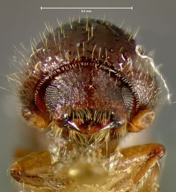 Media type: image;   Entomology 1288 Aspect: head frontal view